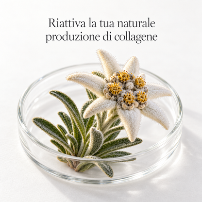 No-Age Cream | Riattiva il collagene con la Stella Alpina